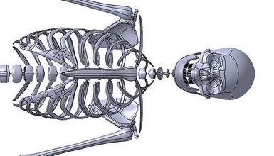 humano esqueleto 3d impresión médico imprimible ciencias prototipos medicamento animal diario joyero diamante anillo plata libra esterlina periódico cotidiano quincenal arte esculturas 3d print model - Mito3D