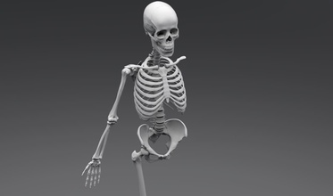 human skeleton articulated anatomy man body spine skeletal osteology skeleton human skull hand leg cranium pelvis medical articulated accurate skeletal scale scan replica science biology