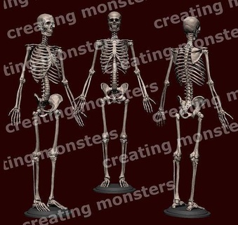 umano scheletro stl umano anatomico scheletro scheletro anatomia anatomia ossatura osso animale scienza scienza orrore spaventoso colonna vertebrale animale scheletro medico corpo natura medicinale sculture arte 3d print model - Mito3D