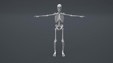 human skeleton structure 3d educational print anatomy medical skull body character spine science biology 3d print model - Mito3D