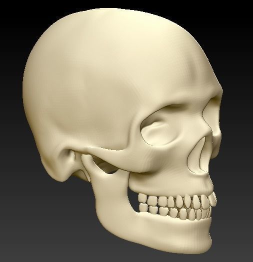 human skull science anatomy bone biology 3D print model - Mito3D