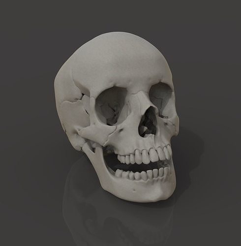 umano cranio anatomia higholy scolpire testa realistico zbrush medico denti Halloween orrore Morte ossatura 3dprint arte sculture 3D print model - Mito3D