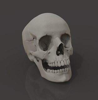 humano crânio anatomia altamente esculpir cabeça realista zbrush médico dentes Bruxas Horror morte ossos 3dprint arte esculturas 3d print model - Mito3D