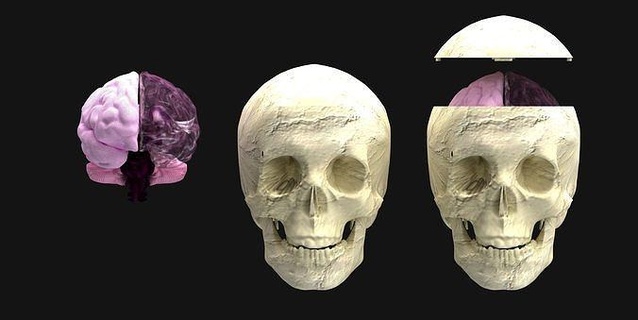 human skull head bone anatomy character medical brain 3dprint face science skeleton biology 3dmodel midbrain cerebrum anatomical subd 3d print model - Mito3D