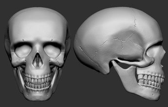 humano cráneo craneo hueso ecorche ciencias biología 3d print model - Mito3D