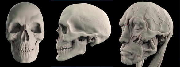 human skull 3d print 3dprint anatomy head skeletal science bone skeleton printable games toys 3d print model - Mito3D