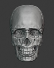 skull human anatomy bone head cranium science physiology body medicine biology anatomical skeletal system spine 3dprint 3d print model - Mito3D