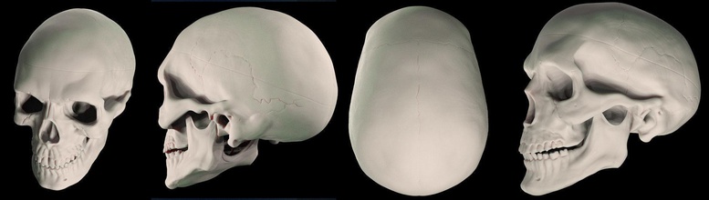 humano crânio anatomia osso cabeça ciência corpo homem coluna pessoa esquelético cara esqueleto anatômico cervical fêmea animal covid 19 proteção recursos 3d print model - Mito3D