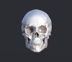 umano cranio anatomia scienza testa scheletro Morte morto osso scheletrico denti anatomico deceduto animale corpo bocca superficiale dentale colonna vertebrale tomba biologia 3d print model - Mito3D