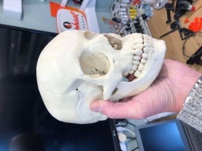 umano cranio scienza anatomia testa scheletro osso morto scheletrico denti vecchio tomba anatomico spaventoso superficiale morte corpo colonna vertebrale sacro arte sculture 3d print model - Mito3D