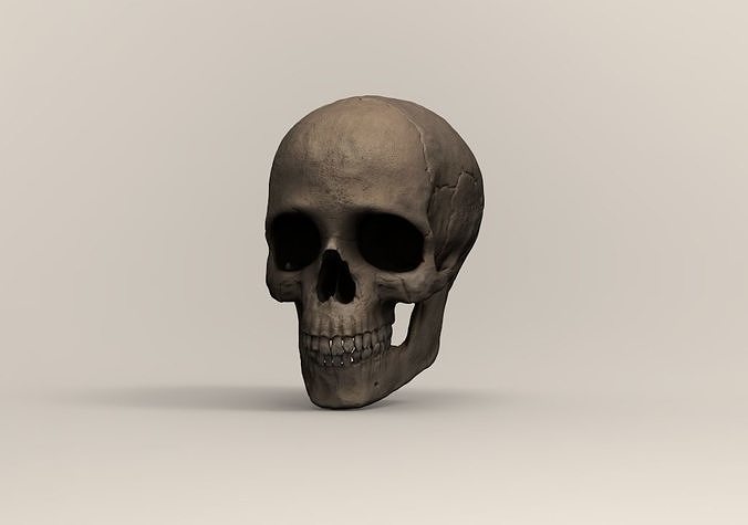 Schädel Kopf Anatomie Skelett Knochen Kunst Skulpturen 3D print model - Mito3D