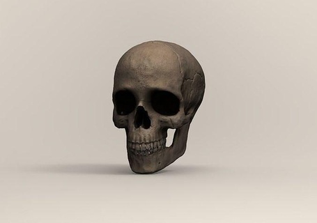 umano cranio testa anatomia scheletro osso arte sculture 3d print model - Mito3D
