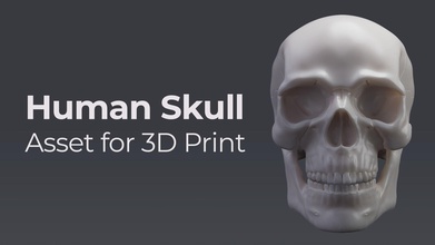 human skull - asset 3d print jaw teeth science head anatomical medicine skeleton anatomy death printable zbrush realism biology 3d print model - Mito3D