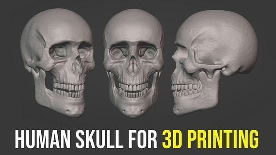humano crânio 3d impressão 3dprinting skull3dprinting liquidificador anatomia humananatomy cabeça esqueleto esculpir ossos mandíbula carne Teschio humana Bruxas assustador arte esculturas 3d print model - Mito3D