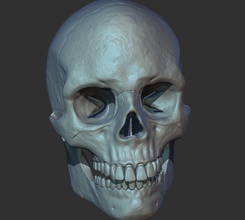 human skull 3d ready print science anatomy medical zbrush decimated printable 3dprinter skeleton biology 3d print model - Mito3D