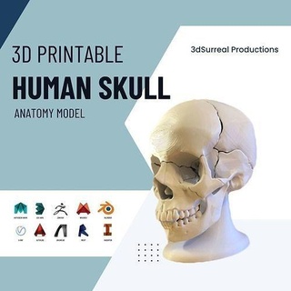 humano crânio anatomia 3d imprimível modelo esqueleto corpo Ciência osso cabeça esquelético coluna biologia 3d print model - Mito3D
