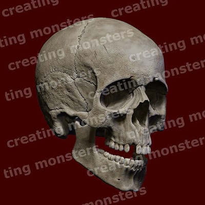 human skull base stl anatomy bone skeleton head spooky science person scary cranium death spine halloween creepy anatomical skeletal system sculptures art 3d print model - Mito3D