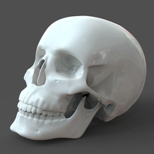 humano crânio modelo m3p1d1v1skull ossos anatomia cabeça ciência biologia mandíbula esqueleto 3d print model - Mito3D