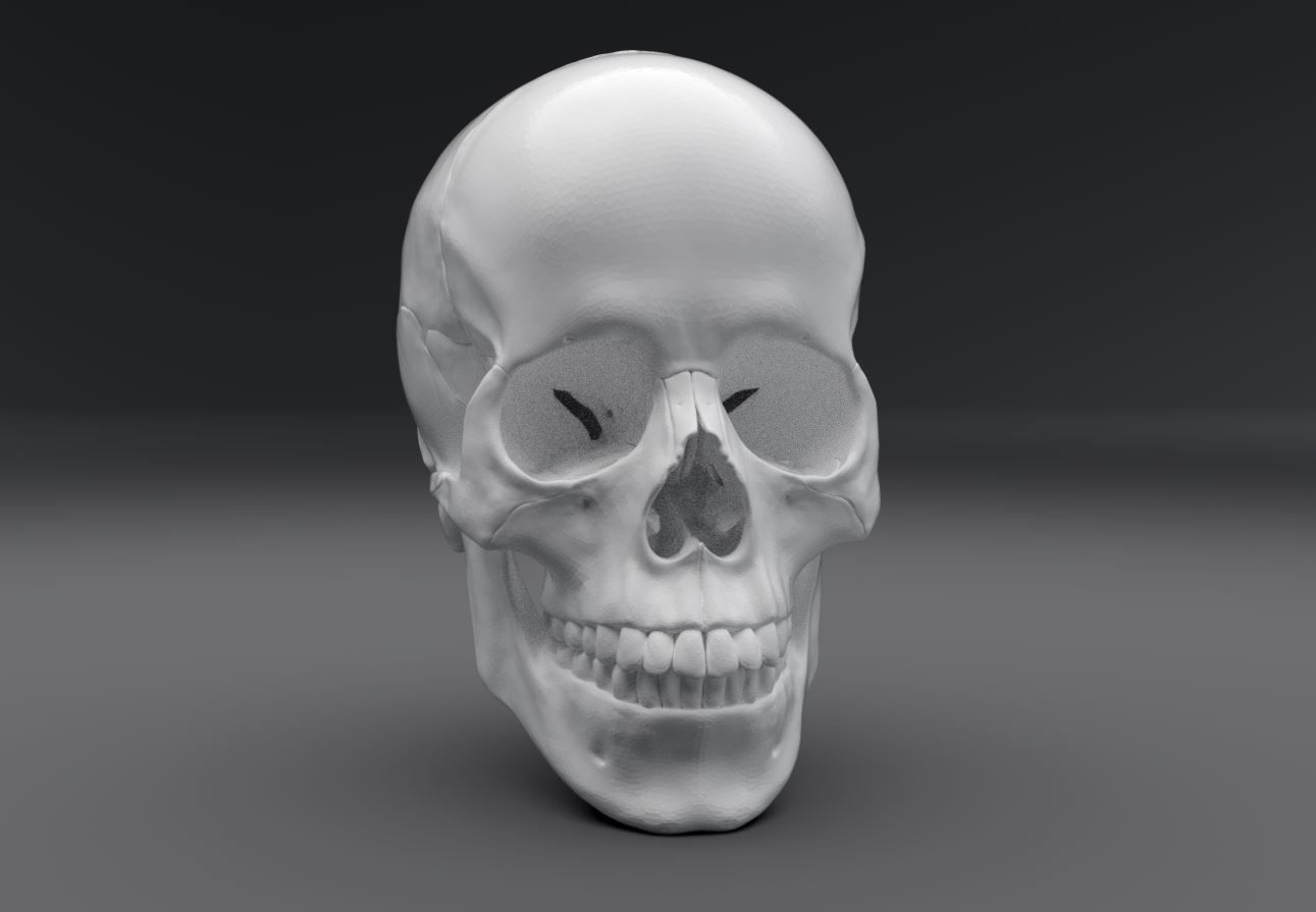 umano cranio realistico articolato anatomia scienza osteologia maschio scheletrico sistema medico scala scansione replica craniale testa parti biologia 3D print model - Mito3D