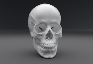 human skull realistic articullated anatomy science osteology male skeletal system medical articulated scale scan replica cranial cranium head parts biology 3d print model - Mito3D