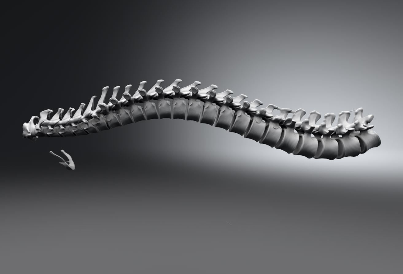 humano columna vertebral articulado escala escanear réplica anatomía masculino espalda hueso esquelético sistema médico vértebra preciso torácico tablas madera típico ciencias biología 3D print model - Mito3D