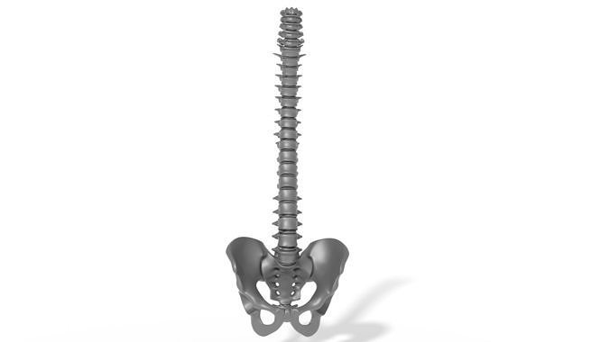 humain colonne vertébrale stl spine3dprint backbone3dprint épine humaine humanspine3dprint humanbackbone3dprint squelette squelettique système anatomie os cervical spinestl dorsale humainspinestl science biologie 3D print model - Mito3D