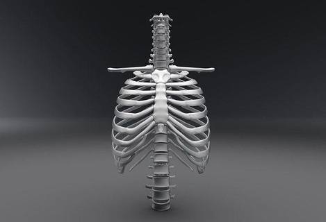 human spine rib articulated scale anatomy scan skeletal biology system vertebra cage clavicle sternum atlas hyoid science medical male 3d print model - Mito3D