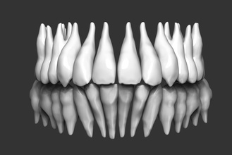 human teeth sculpture tooth jaw dentistry anatomy science biology 3d print model - Mito3D