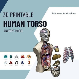 humano torso anatomía 3d imprimible modelo médico cuerpo Ciencias medicamento biología esqueleto vértebra musculatura esquelético anatómico salud cuello torácico 3d print model - Mito3D