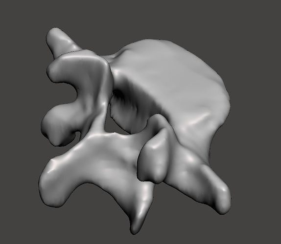 human vertebra l5 spine bone anatomy female people skeletal skeleton body science biology 3D print model - Mito3D