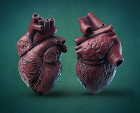 humains cœur humain anatomie mannequin sculpture science biologie 3d print model - Mito3D