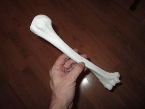 humerus bone - right human upper arm science anatomy skeleton body biology system skull medicine woman man hand people table desk house 3d print model - Mito3D