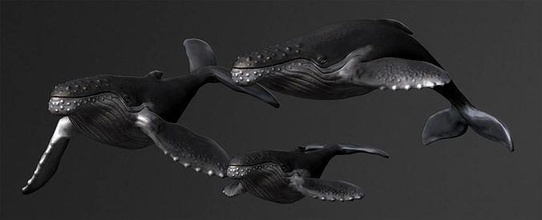 jorobado ballena estatua animal cabeza criatura pez Oceano agua africano decoración pared escultura lujo obra arte elegante naturaleza Arte esculturas 3d print model - Mito3D