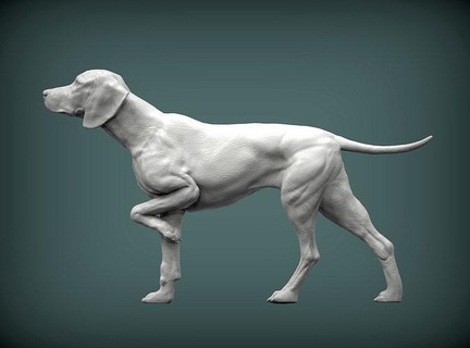 Macarca Vizsla köpek 3d Yazdır model bas relief Rahatlama işaret doğa memeli hayvan Evcil Hayvan heykel heykelcik hatıra Sanat heykeller yazdırılabilir avcılık 3d print model - Mito3D