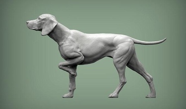 húngaro vizsla señalando perro 3d impresión modelo naturaleza mamífero animal mascota escultura estatuilla recuerdo arte esculturas estatua imprimible caza 3d print model - Mito3D