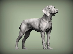 húngaro vizsla apontando cão 3d impressão modelo natureza mamífero animal escultura estatueta lembrança arte esculturas estátua imprimível 3d print model - Mito3D