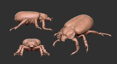 insecto escarabajo stl 3dprint printstl volar abeja animal naturaleza mariposa araña criaturas tl esculpir zbrush archivo 3ddesign juegos juguetes 3d print model - Mito3D