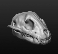 jaguar skull anatomy biology teeth science eye animal nature bone body skeleton art sculptures 3d print model - Mito3D