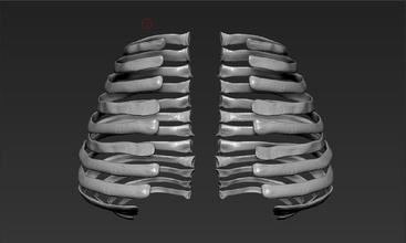 insanlar pirzola iskelet insan vücut anatomi göğüs kafesi kemik bronşlar bilim biyoloji 3d print model - Mito3D