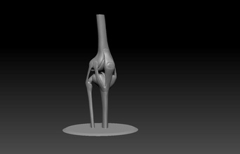 knie joint knochen anatomie schädel körper skelett wirbelsäule person benutzerbild anatomisch wissenschaft astronomie physik 3d print model - Mito3D