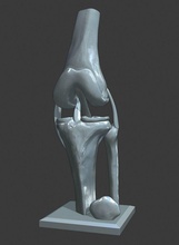 joelho ligamentos modelo ligamento acl pcl menisco rótula patela fêmur tíbia fíbula anatomia médico medicamento educação osso junta humano ciência biologia 3d print model - Mito3D