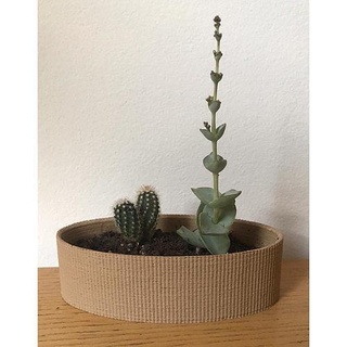 Landy vase rayé 10 cactus pot feuille plante d'appartement flore nature fleur succulent croissance arbre vert buisson écorce arbuste botanique mis pétale maison décor 3d print model - Mito3D