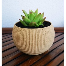 landy vaso strisce 4 cactus natura succulenta legna foglia flora crescita pentola ceramica esotico albero fiore conifera in botanico inumidire cespuglio casa arredamento 3d print model - Mito3D
