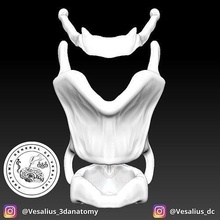 larynx anatomy human body organ science cartilage trachea anatomia medicina medicine biology 3d print model - Mito3D
