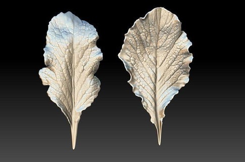 folha vegetal folhas textura escultura 3d impressão arte 3d print model - Mito3D