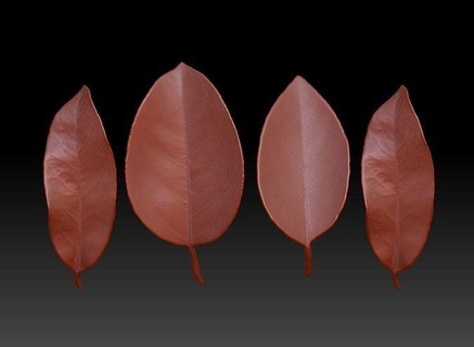 folhas outono folha escultura zbrush escova folhagem impressão realista zb escovas 3d stl modelo arte 3d print model - Mito3D