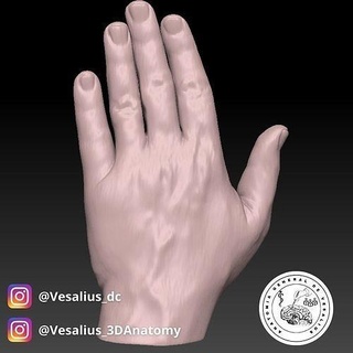 left hand human body anatomy finger medical medicine anatomia medicina mano science biology 3d print model - Mito3D