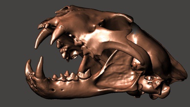 leopard crânio - stl alta res de ct ciência panthera leopardus osso esqueleto biologia 3d print model - Mito3D