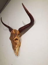 life size bull skull deco sculpture wildlife statue art sculptures 3d print model - Mito3D