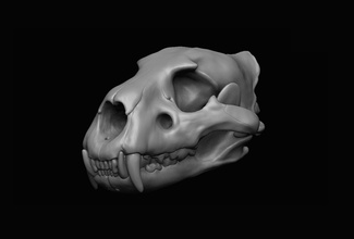 löwe schädel 3d drucken anatomie mund 3dprint tier katzenartig katze zähne anlagegut skelett knochen säugetier dekoration zubehör kiefer natur wissenschaft kreatur tiere 3d print model - Mito3D